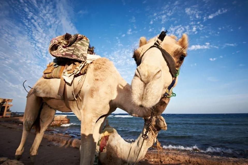 Jeep Adventure to Canyon Salama and Dahab from Sharm El-Sheikh