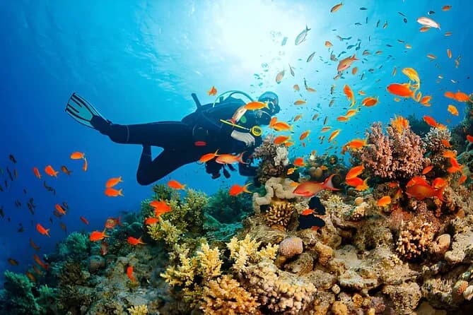 Hurghada Scuba Diving Adventure Two Dives with Lunch & Transfer