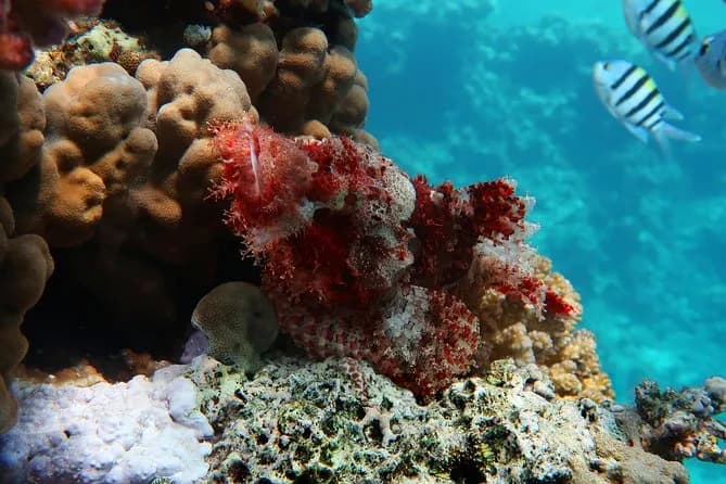 Excursion snorkeling en mer Rouge