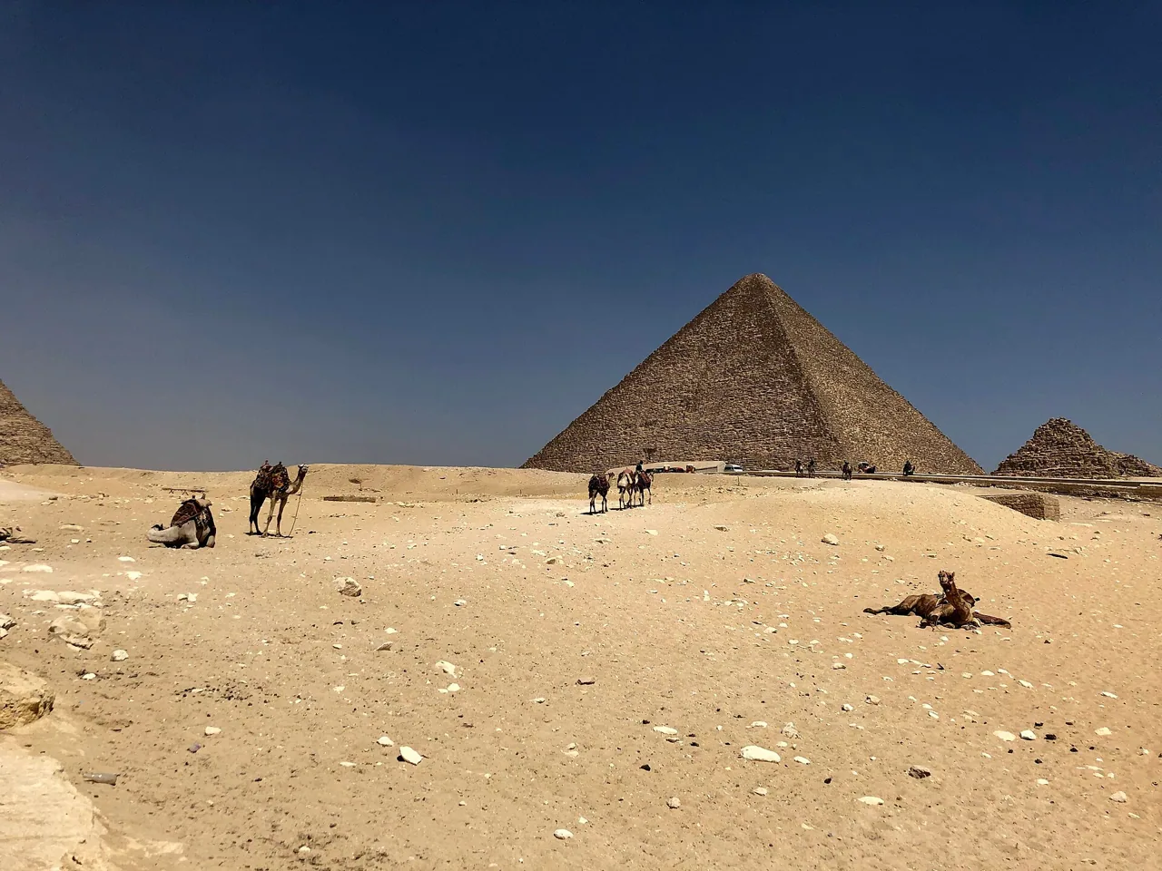 Camels resting on the sand below one of the Giza pyramids