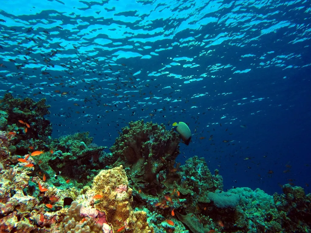 A Red Sea reef with a school of fish above it