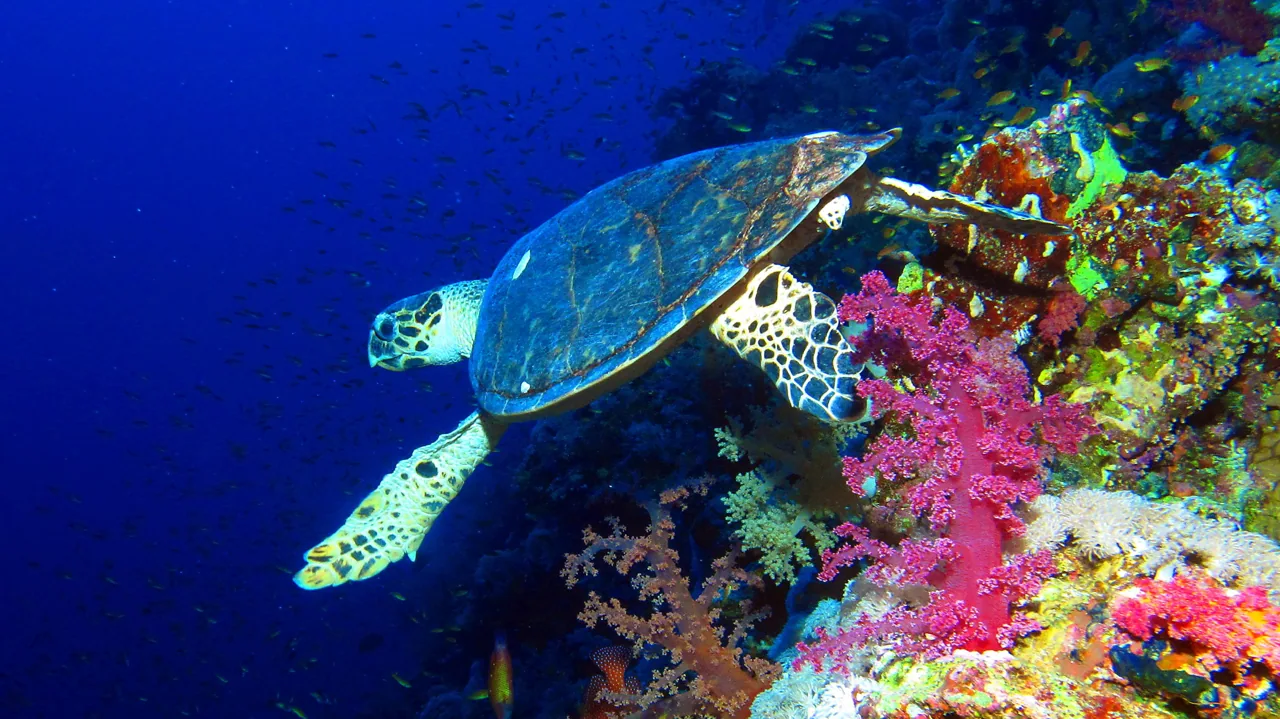 A sea turtle swimming over soft corals on a Red Sea reef