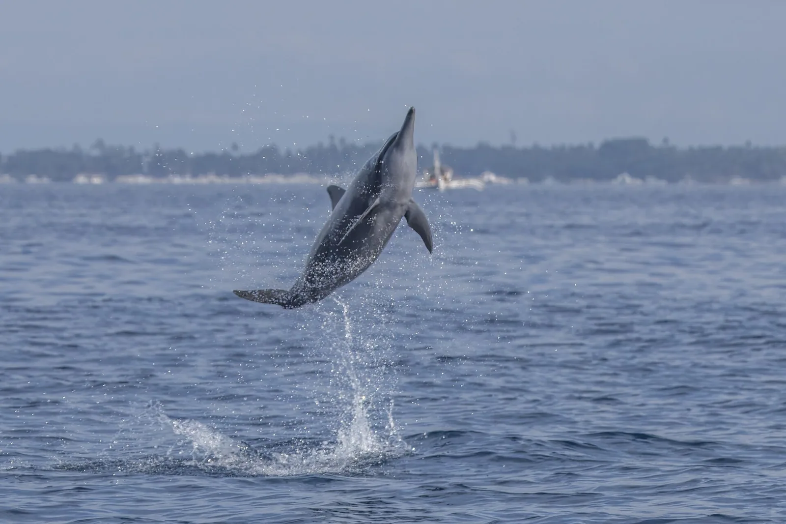 Ein Delfin taucht an der Oberfläche des Roten Meeres auf